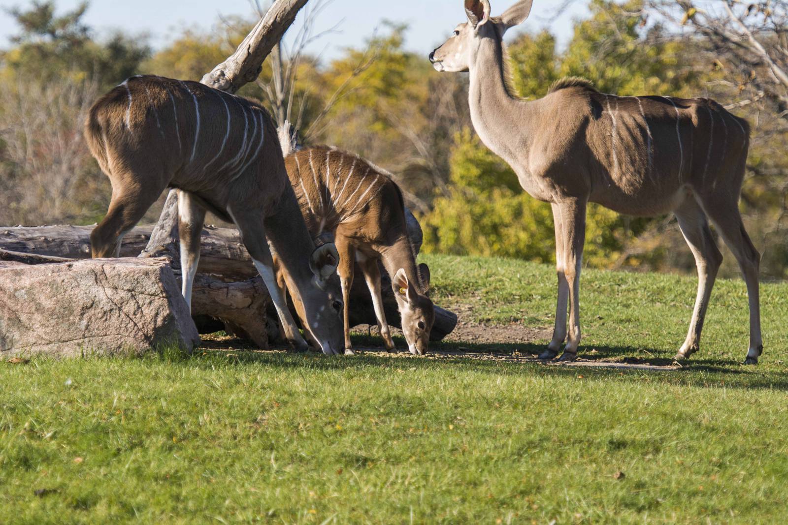 Greater Kudu