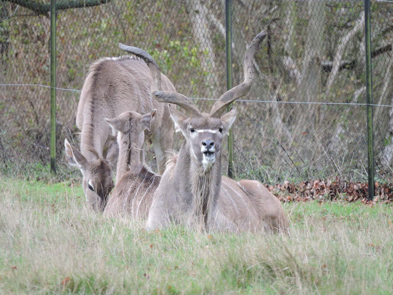 Greater Kudu