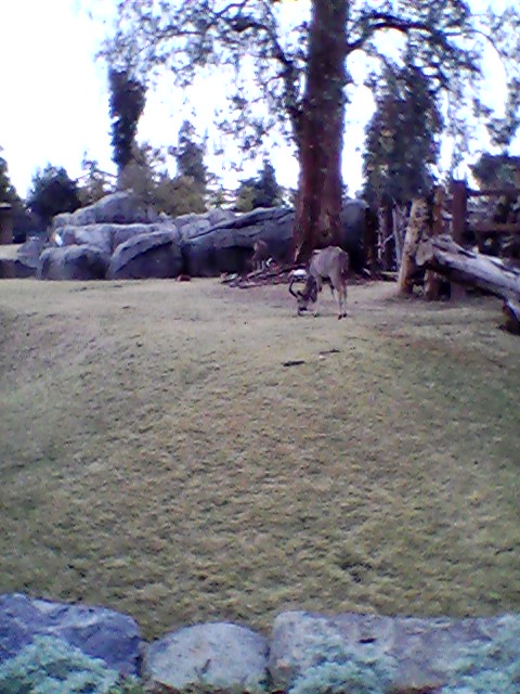 Greater kudu