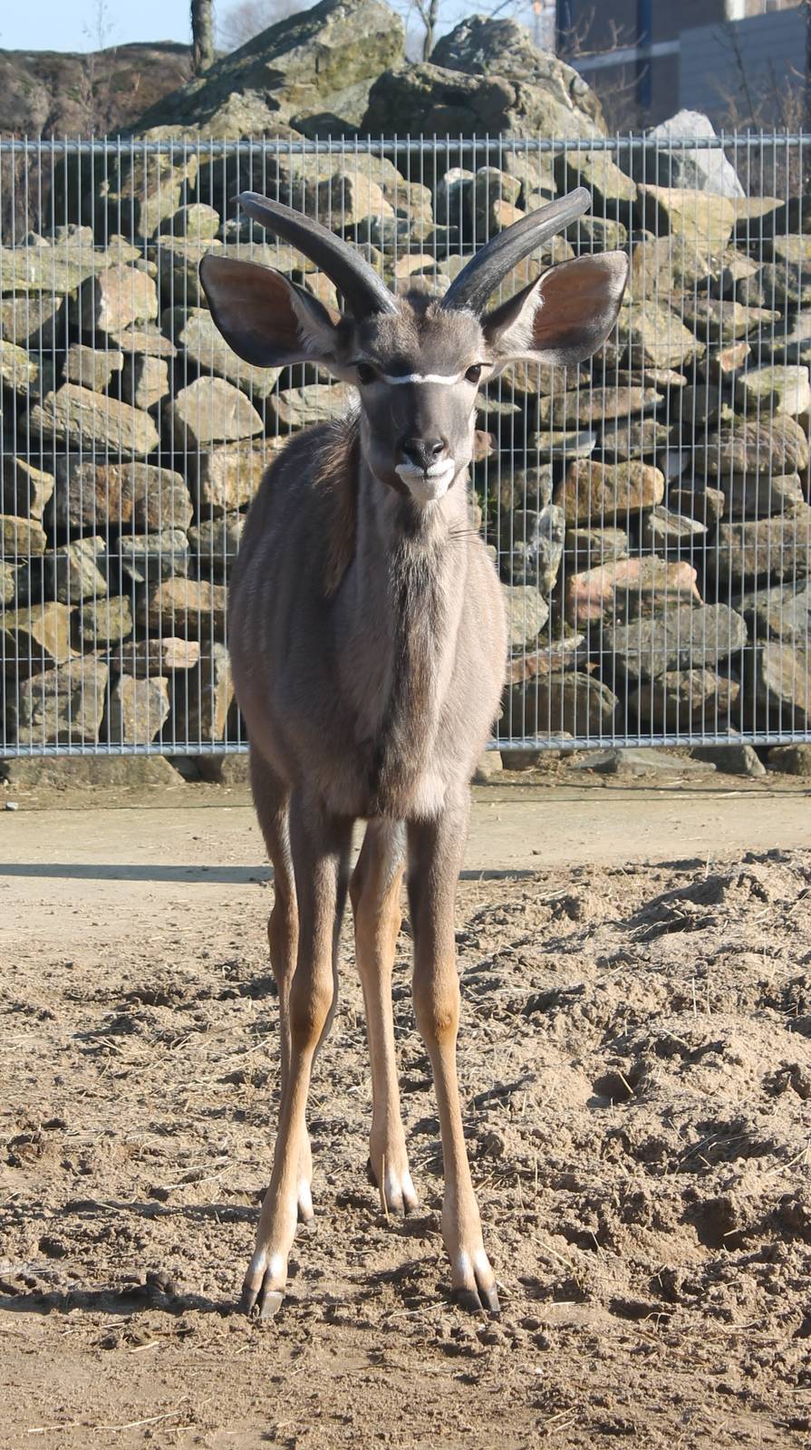Greater kudu