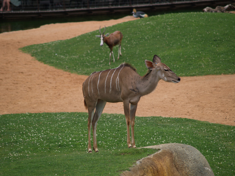 Greater kudu