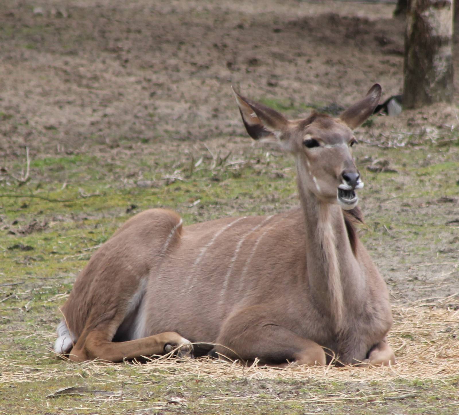 Greater kudu