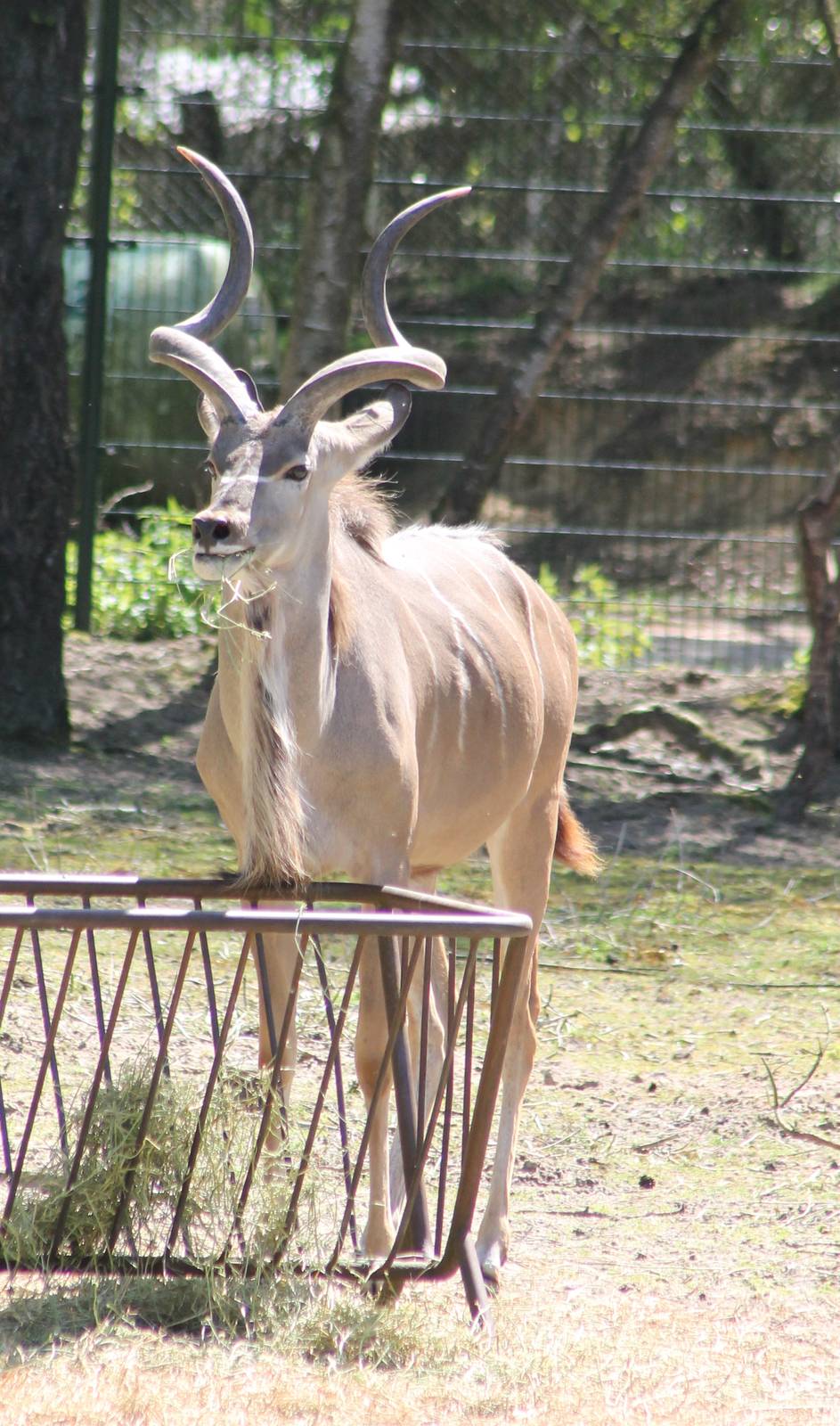 Greater kudu