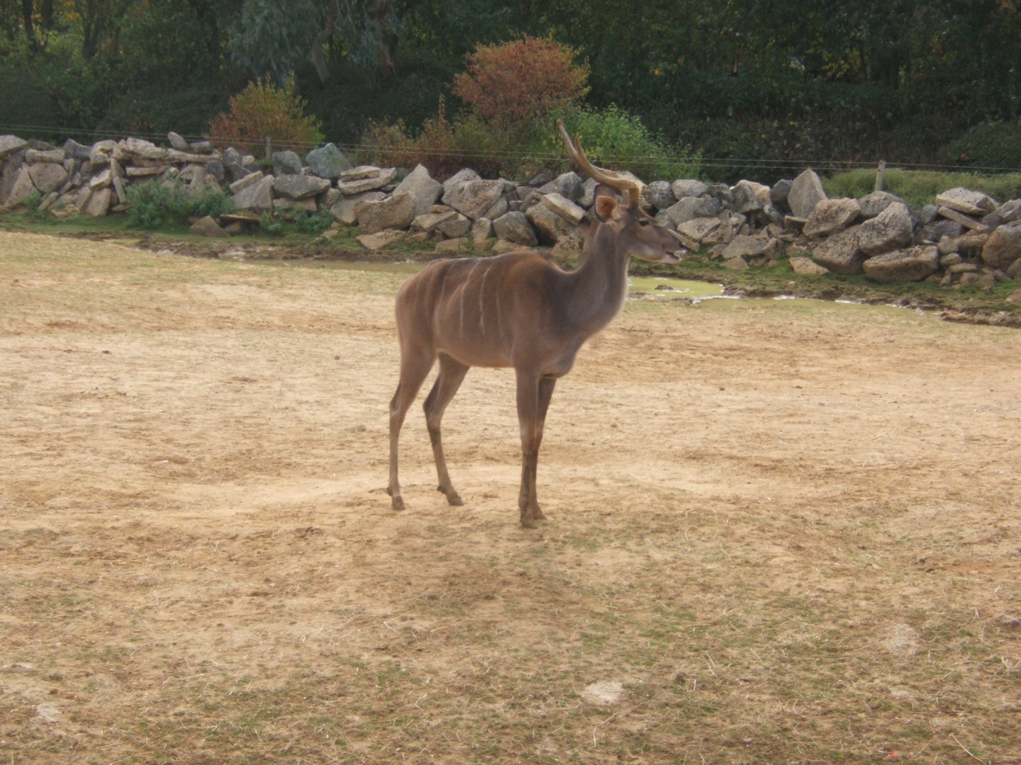 Greater Kudu