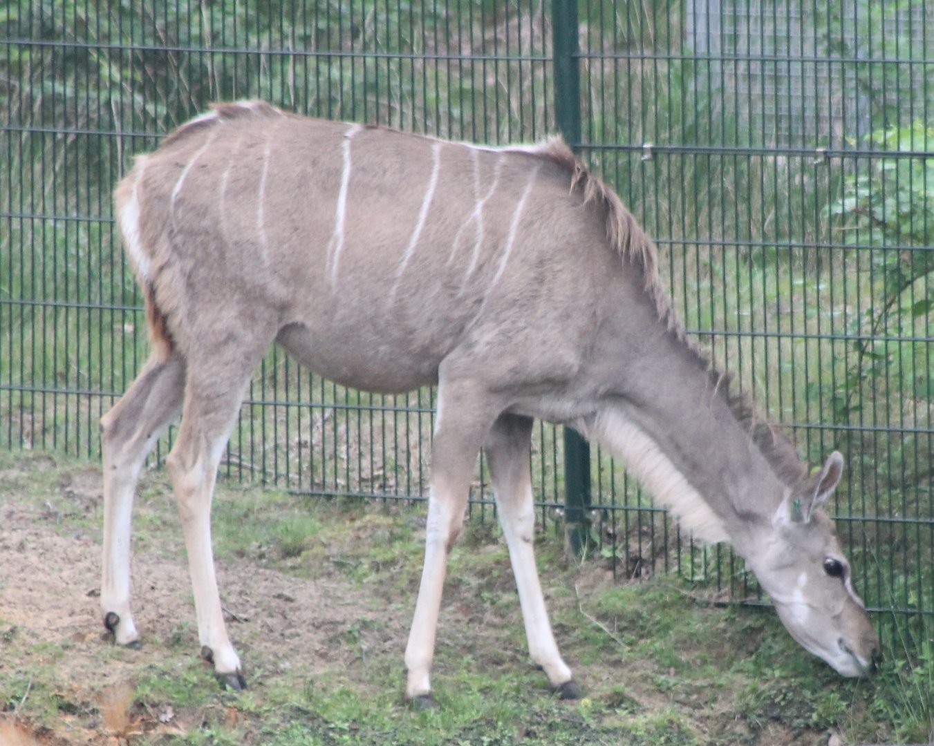 Greater kudu