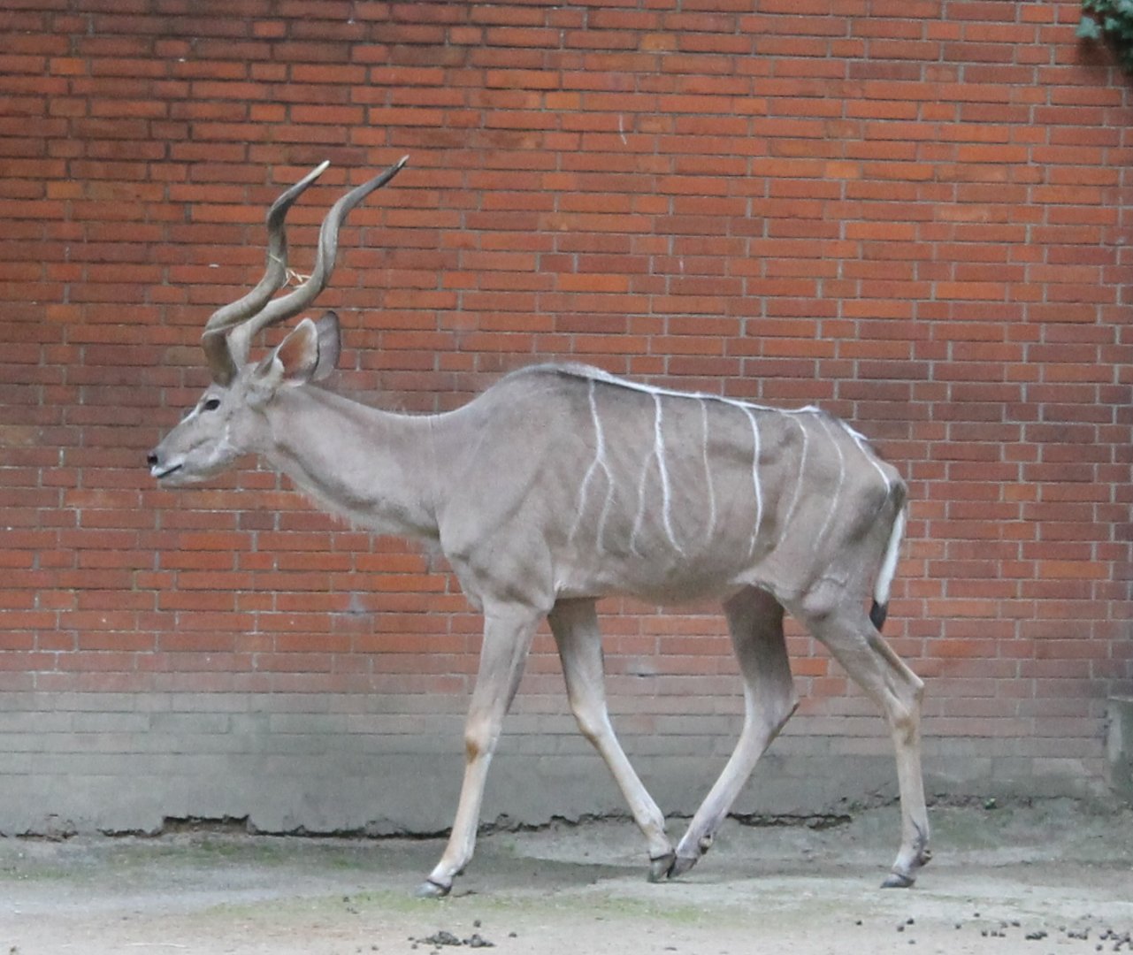 Greater Kudu