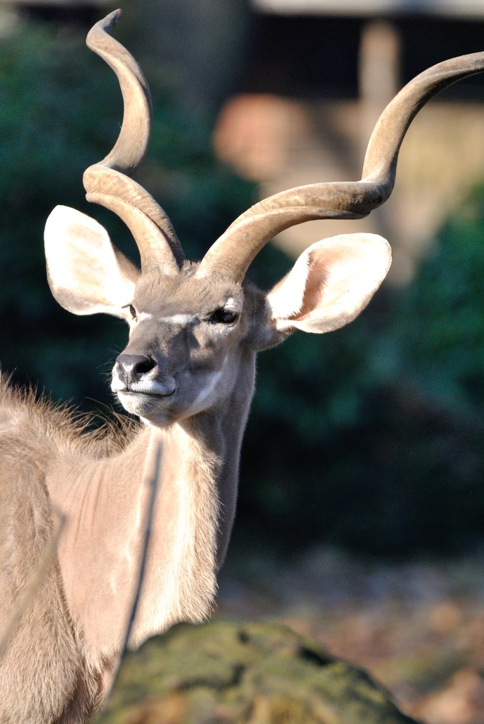 Greater kudu