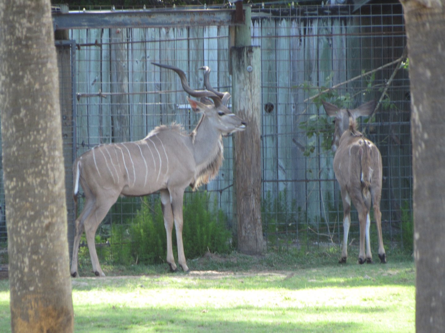 Greater Kudu