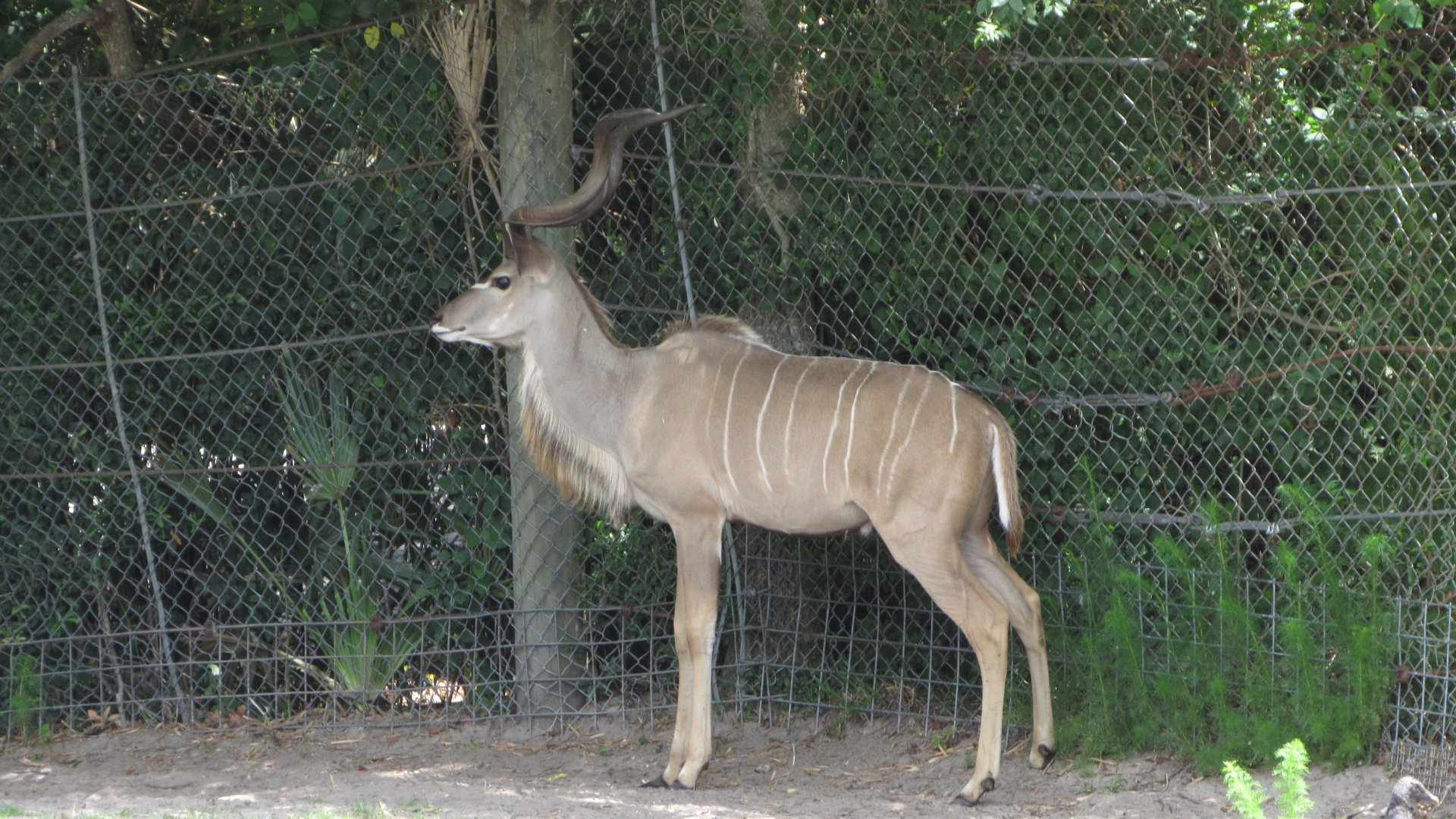 Greater Kudu