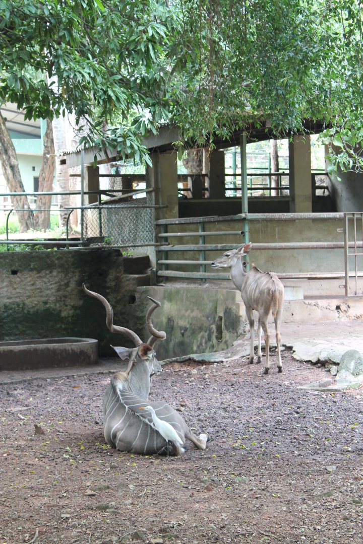 Greater Kudu