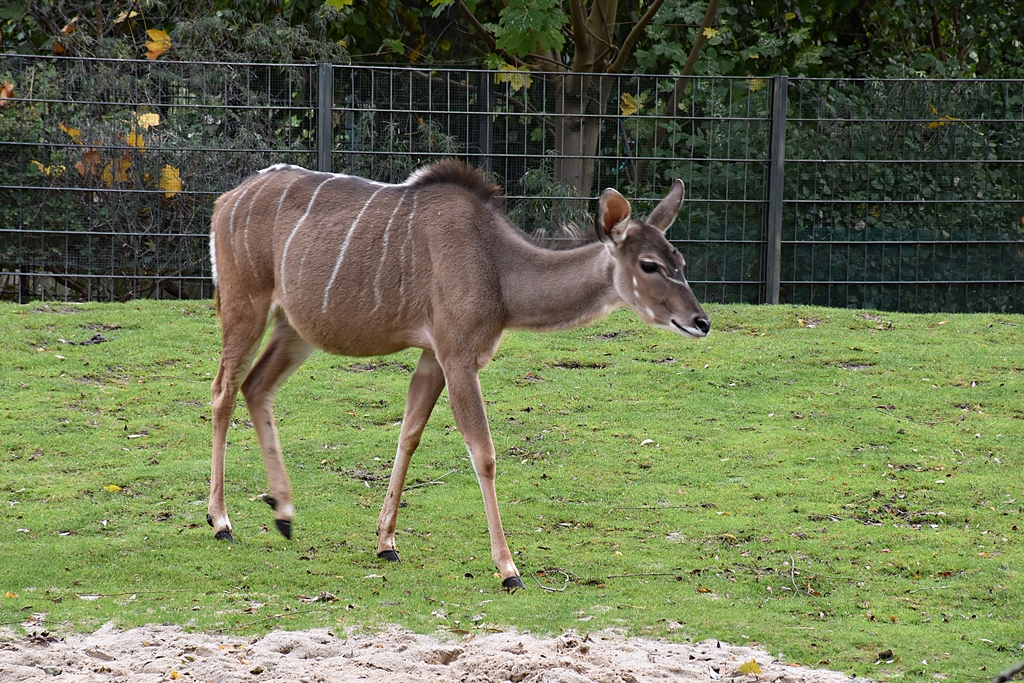 Greater kudu