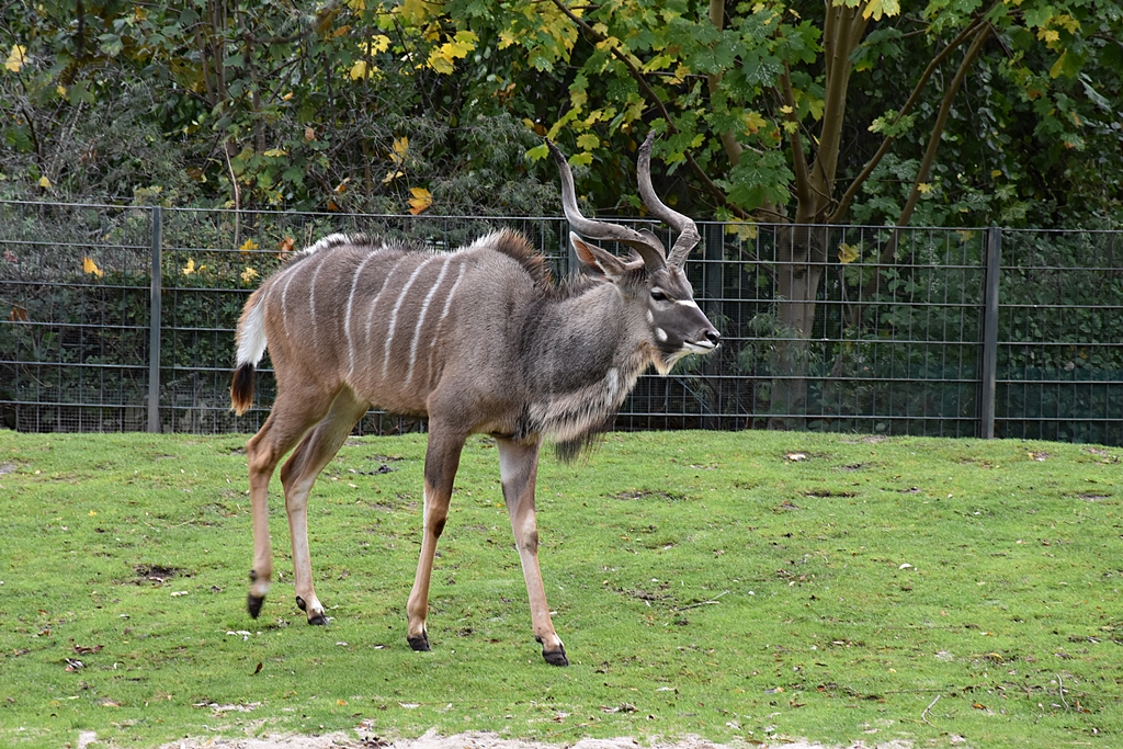 Greater kudu