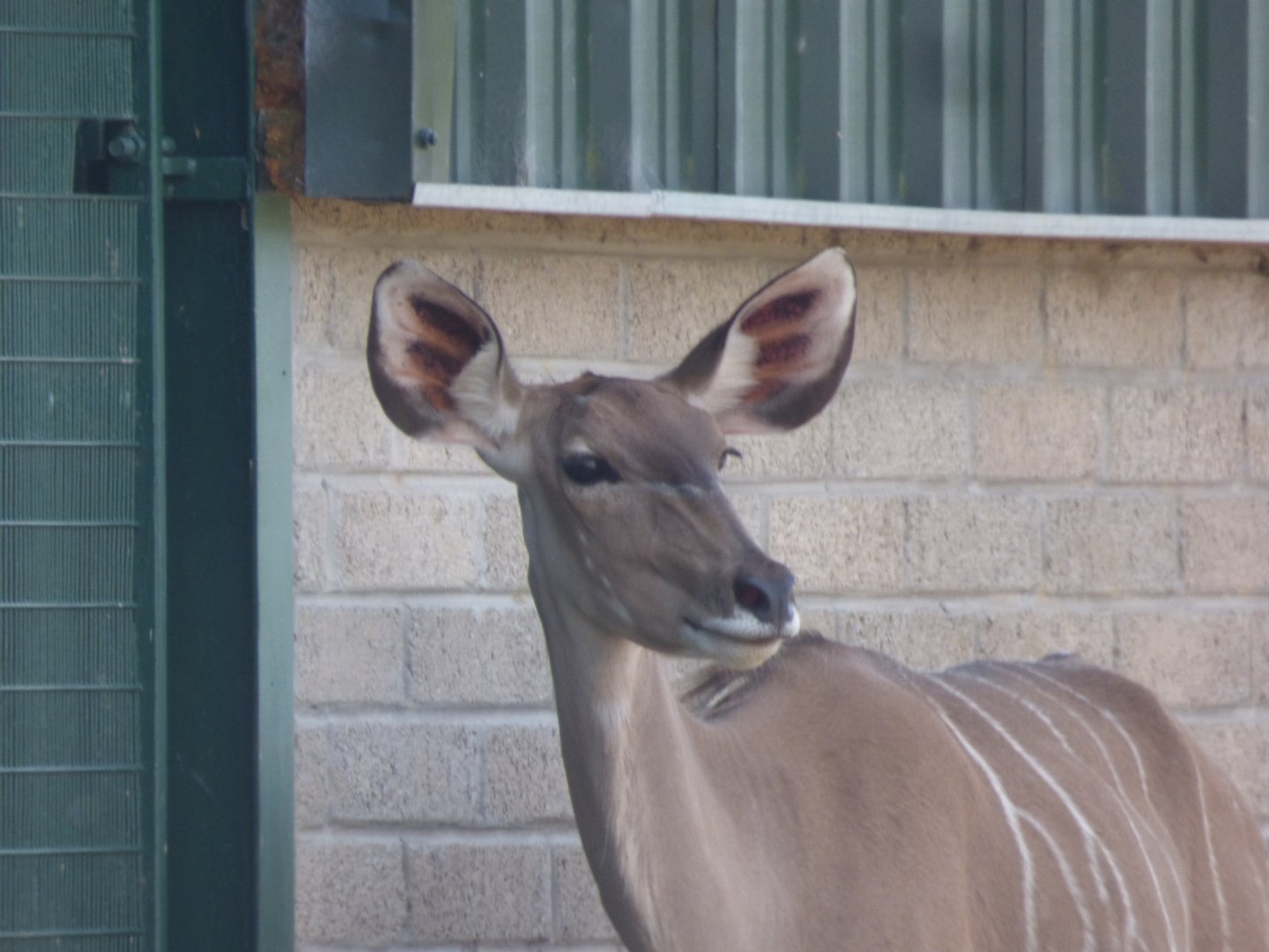 Greater Kudu