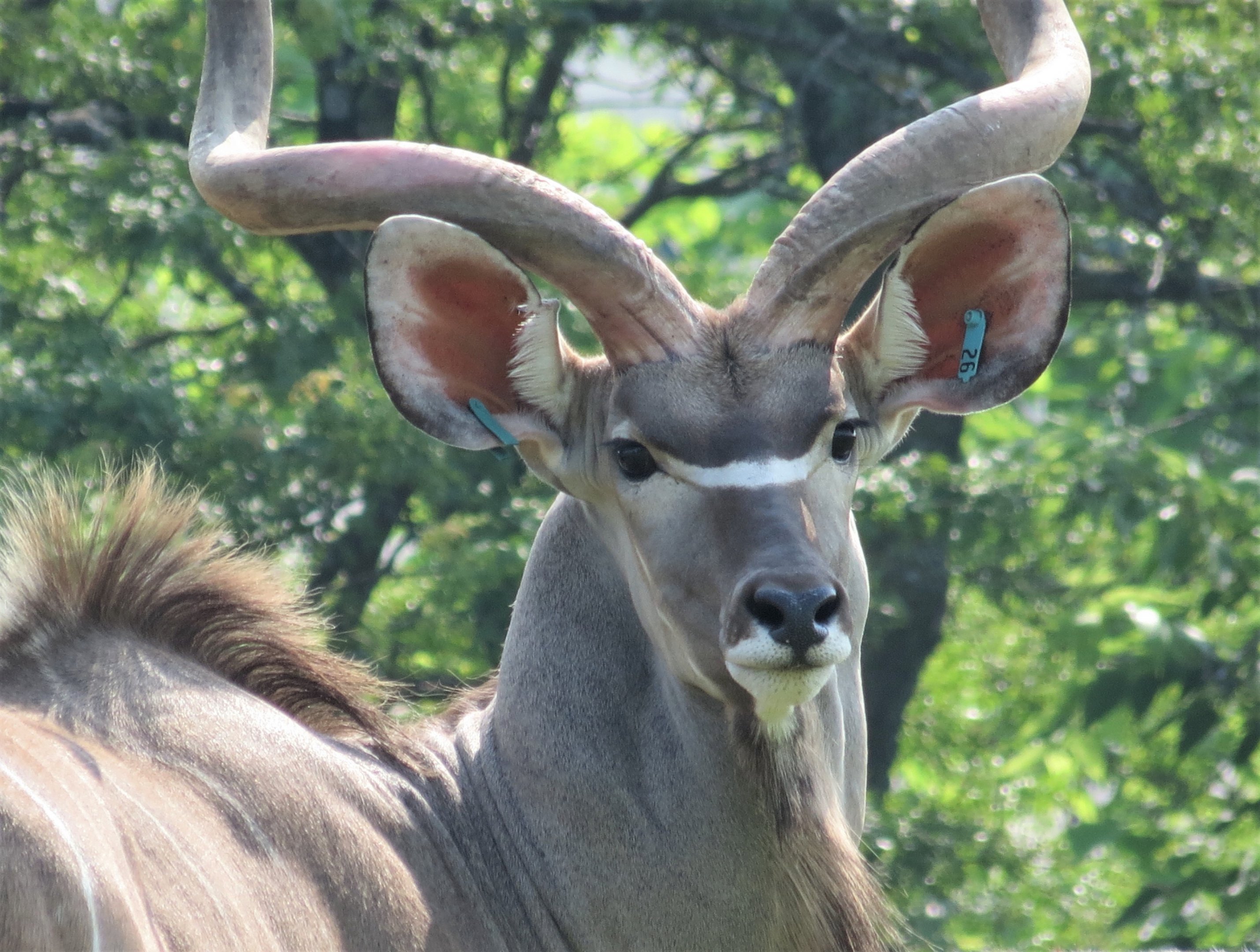 Greater Kudu