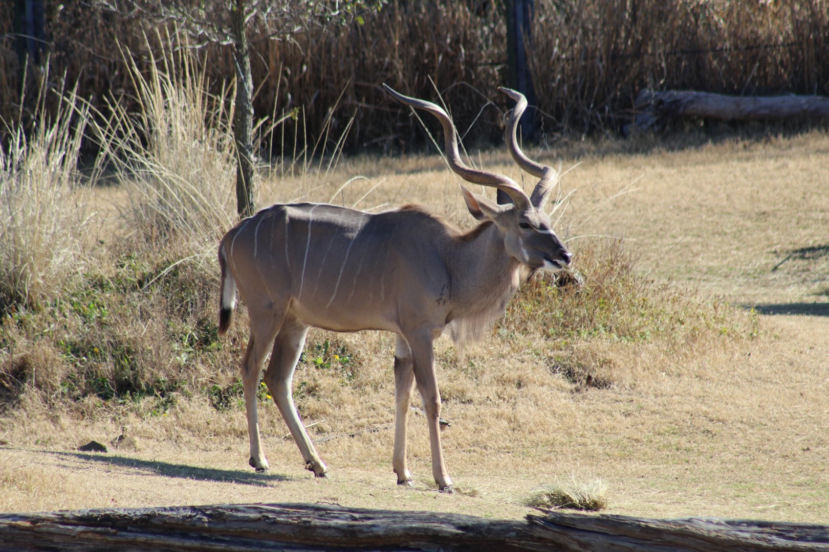 Greater Kudu