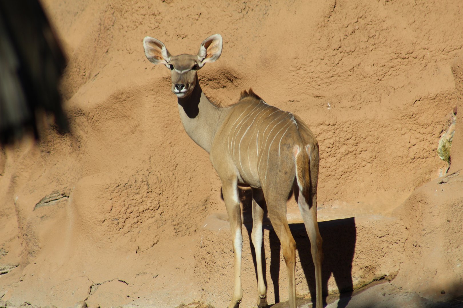 Greater Kudu