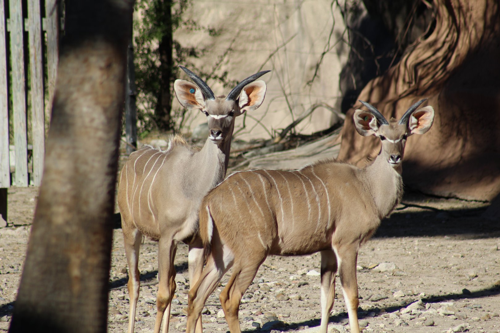 Greater Kudu