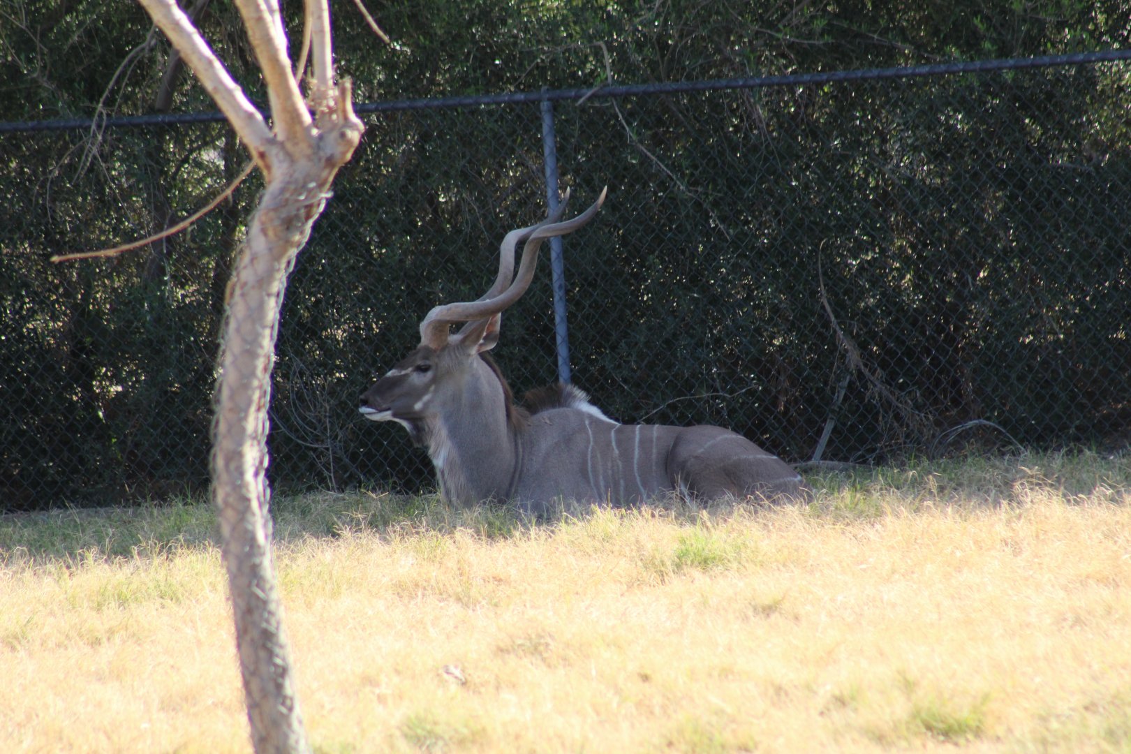 Greater Kudu
