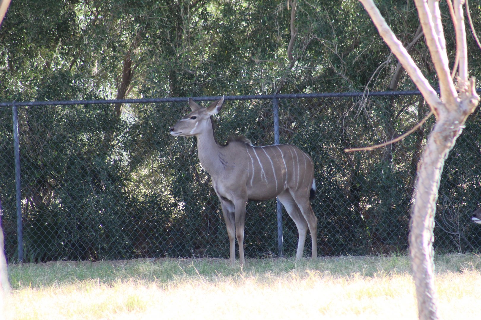 Greater Kudu