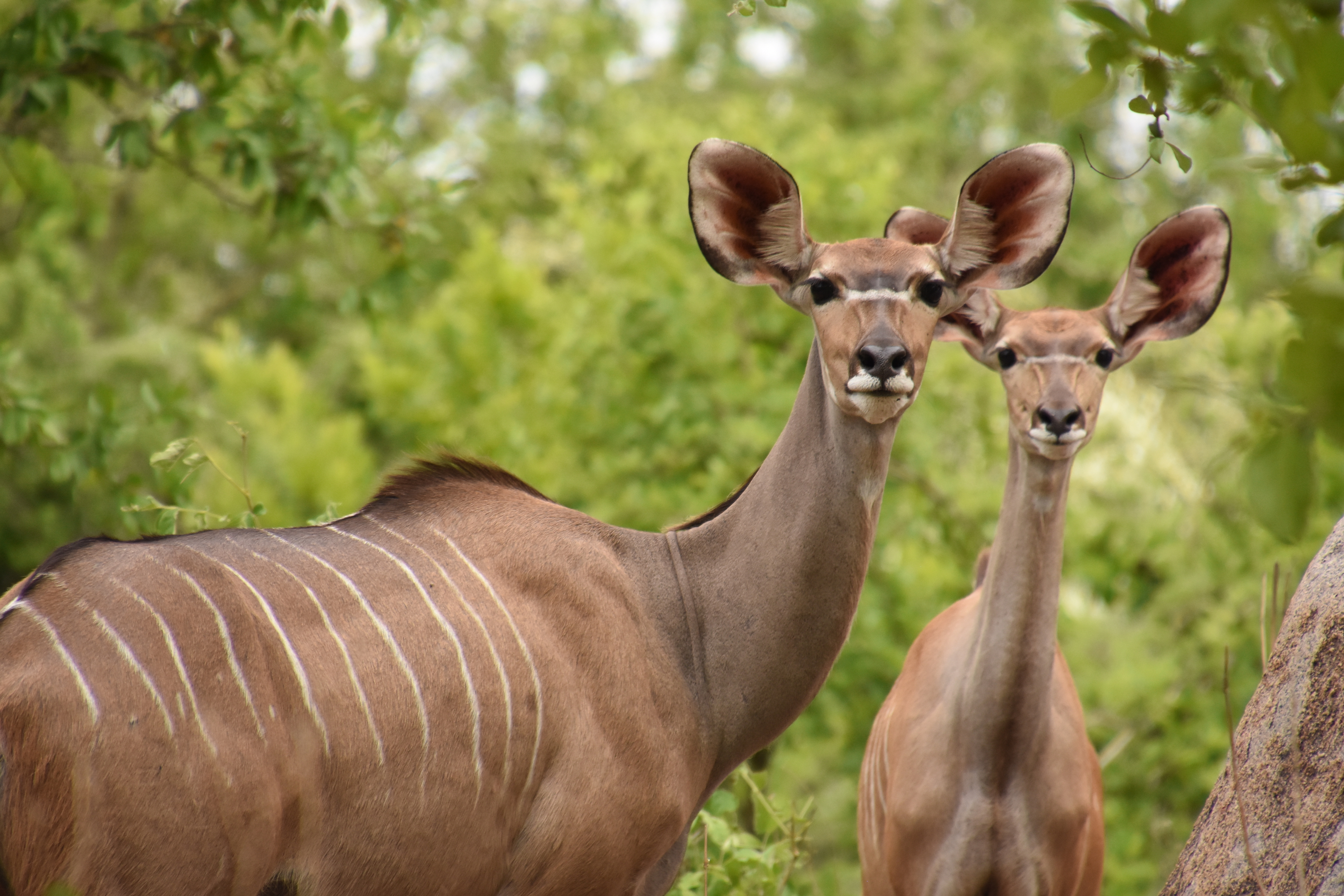 Greater kudu
