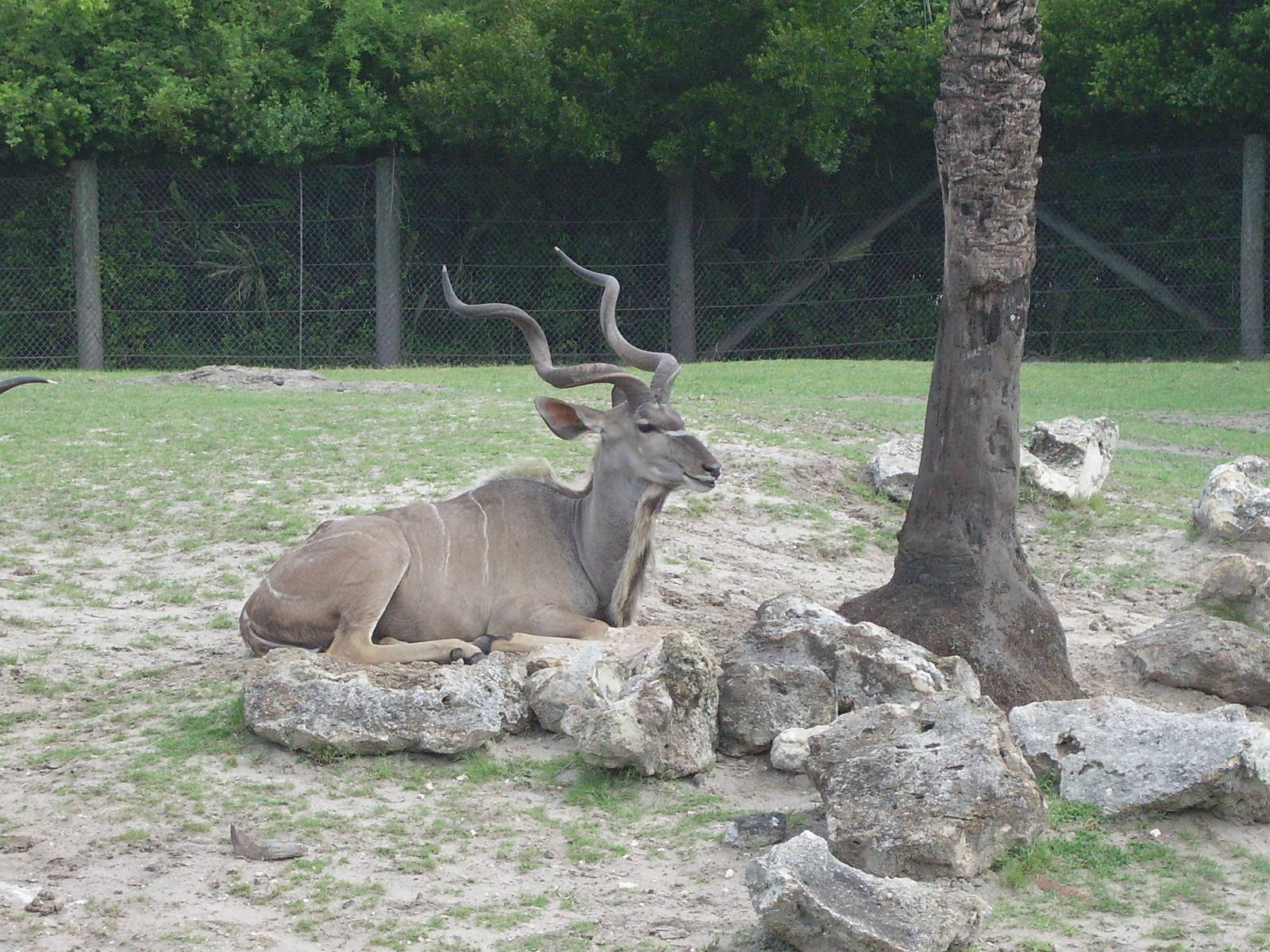 Greater Kudu