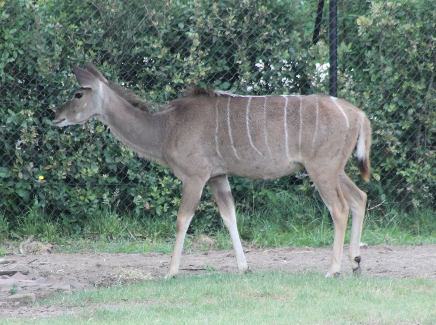 Greater kudu