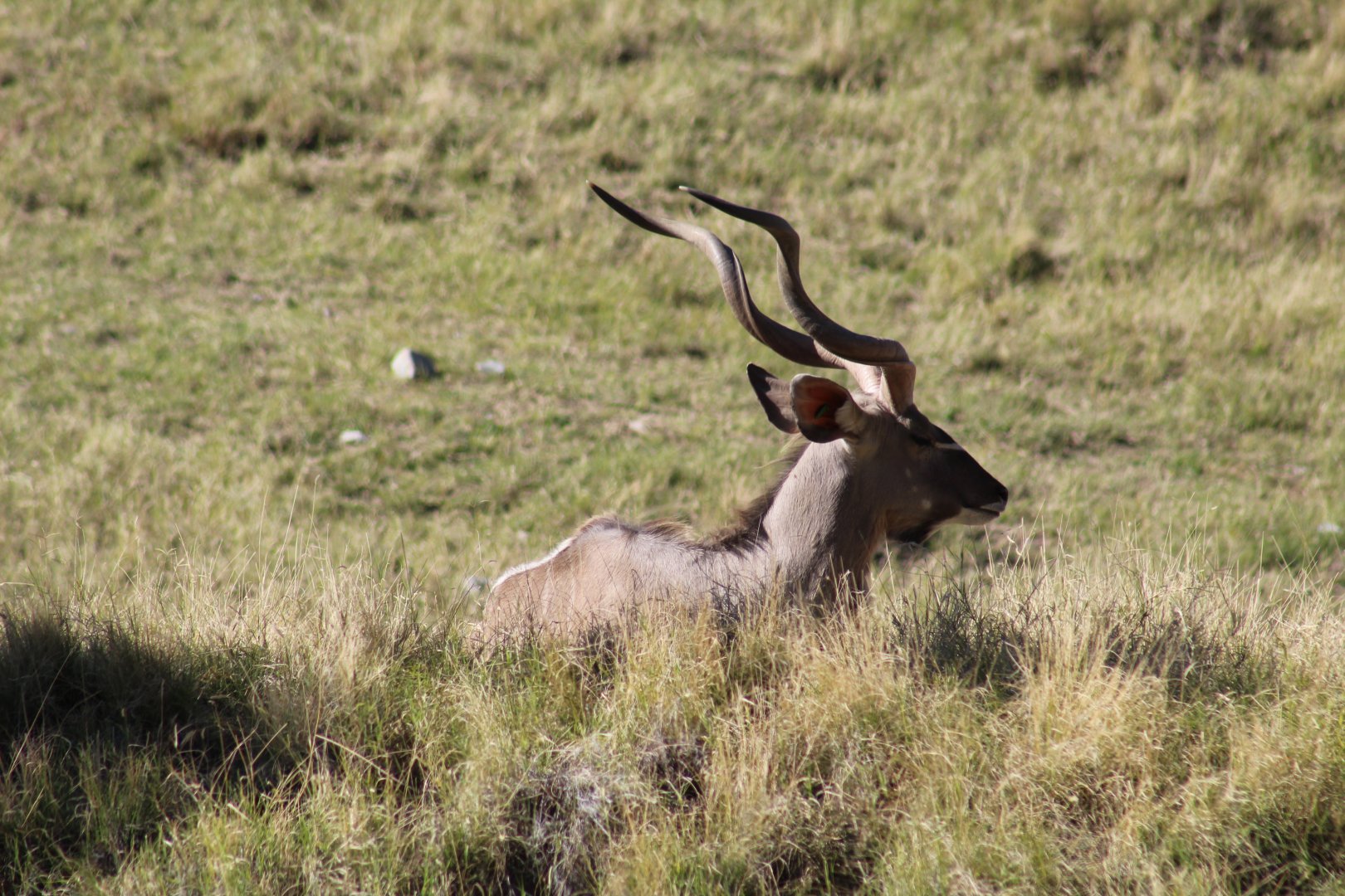 Greater Kudu
