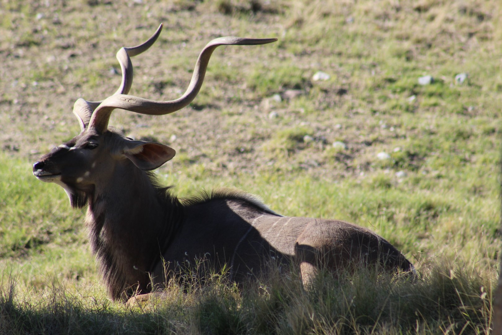 Greater Kudu