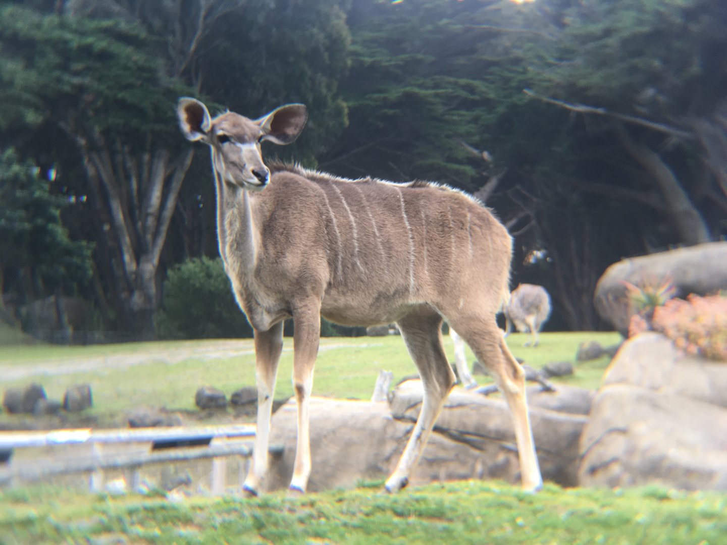 Greater Kudu