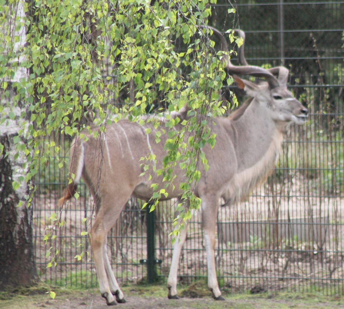 Greater kudu