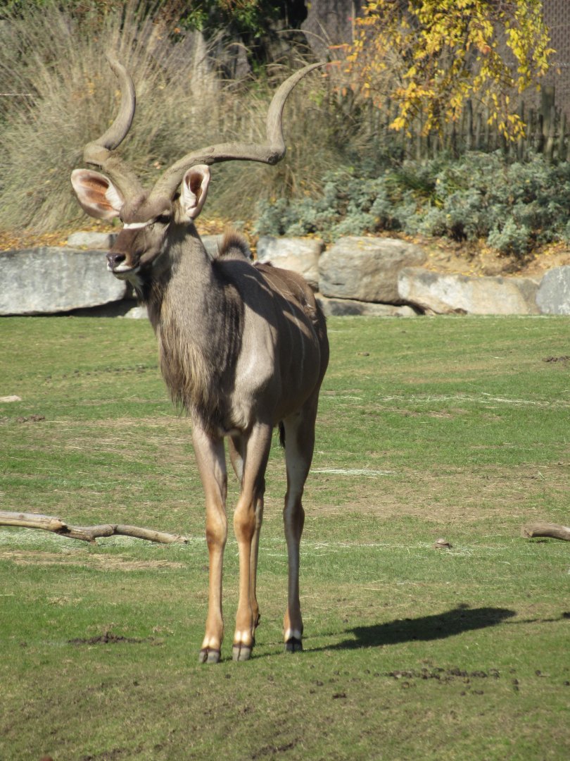 Greater Kudu