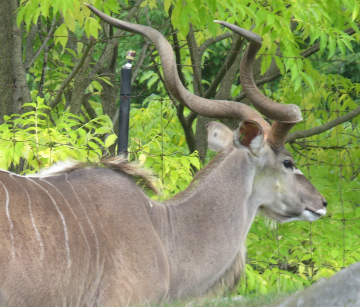 Greater kudu