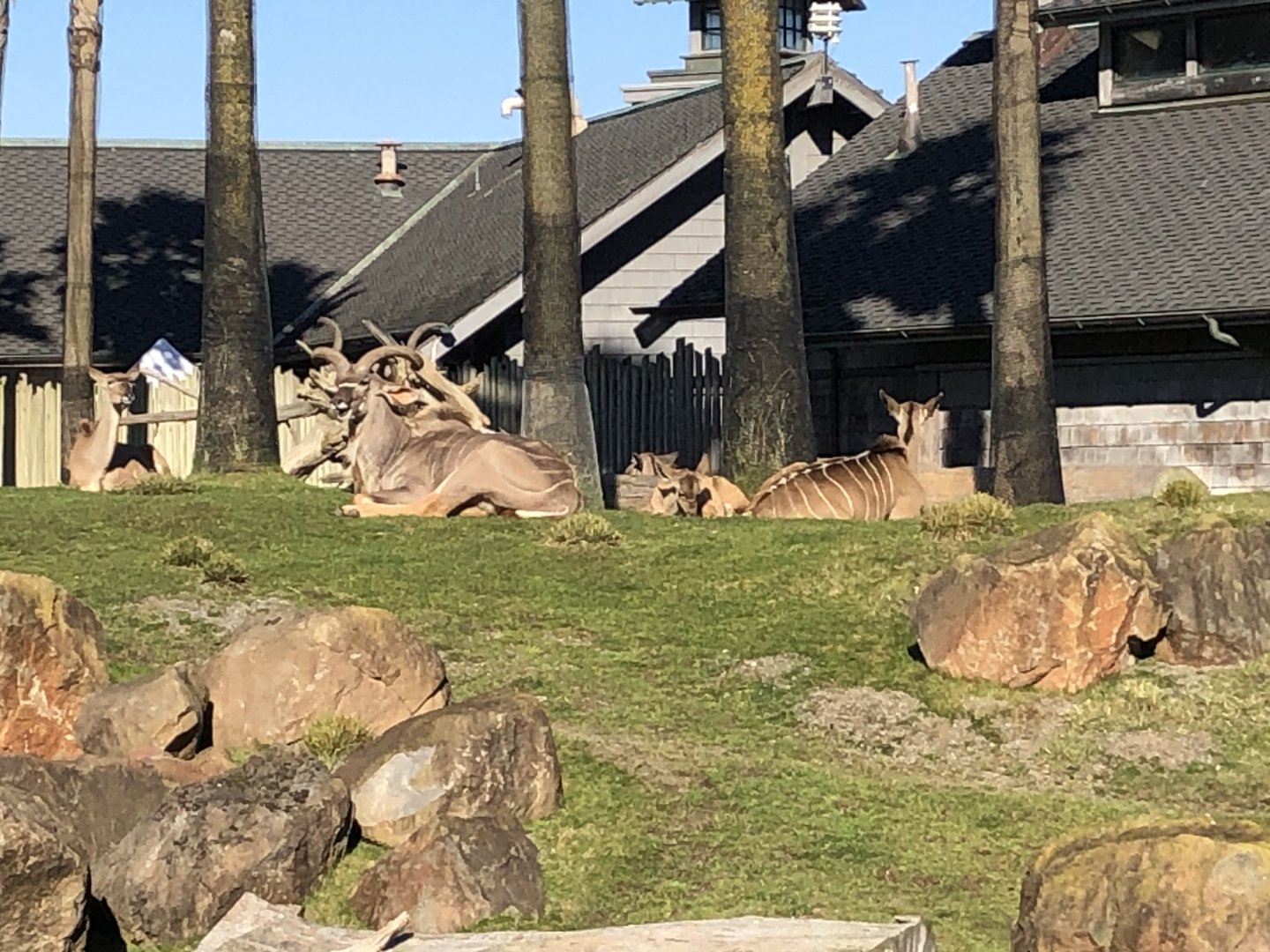 Greater kudu
