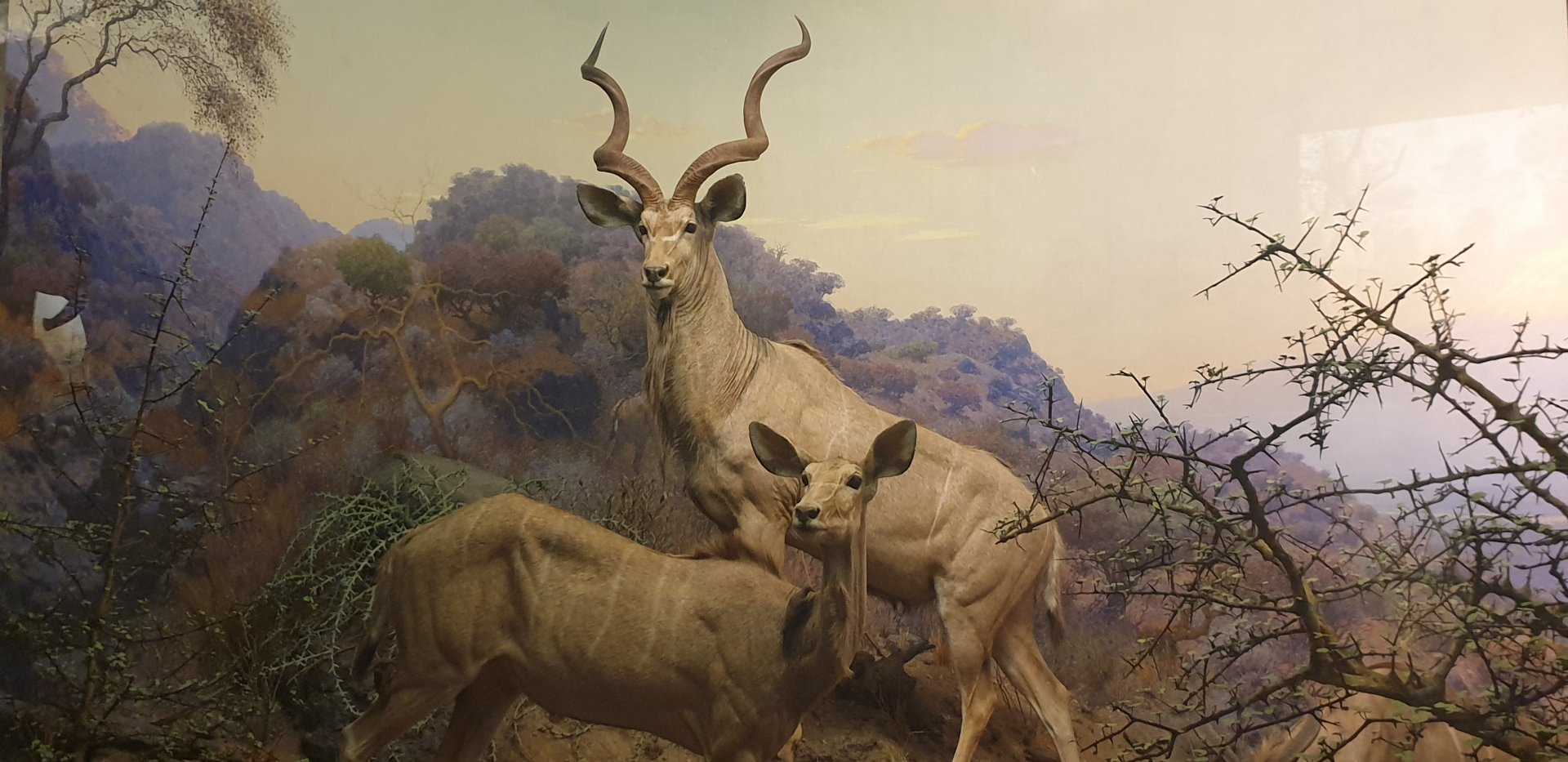 Greater Kudu