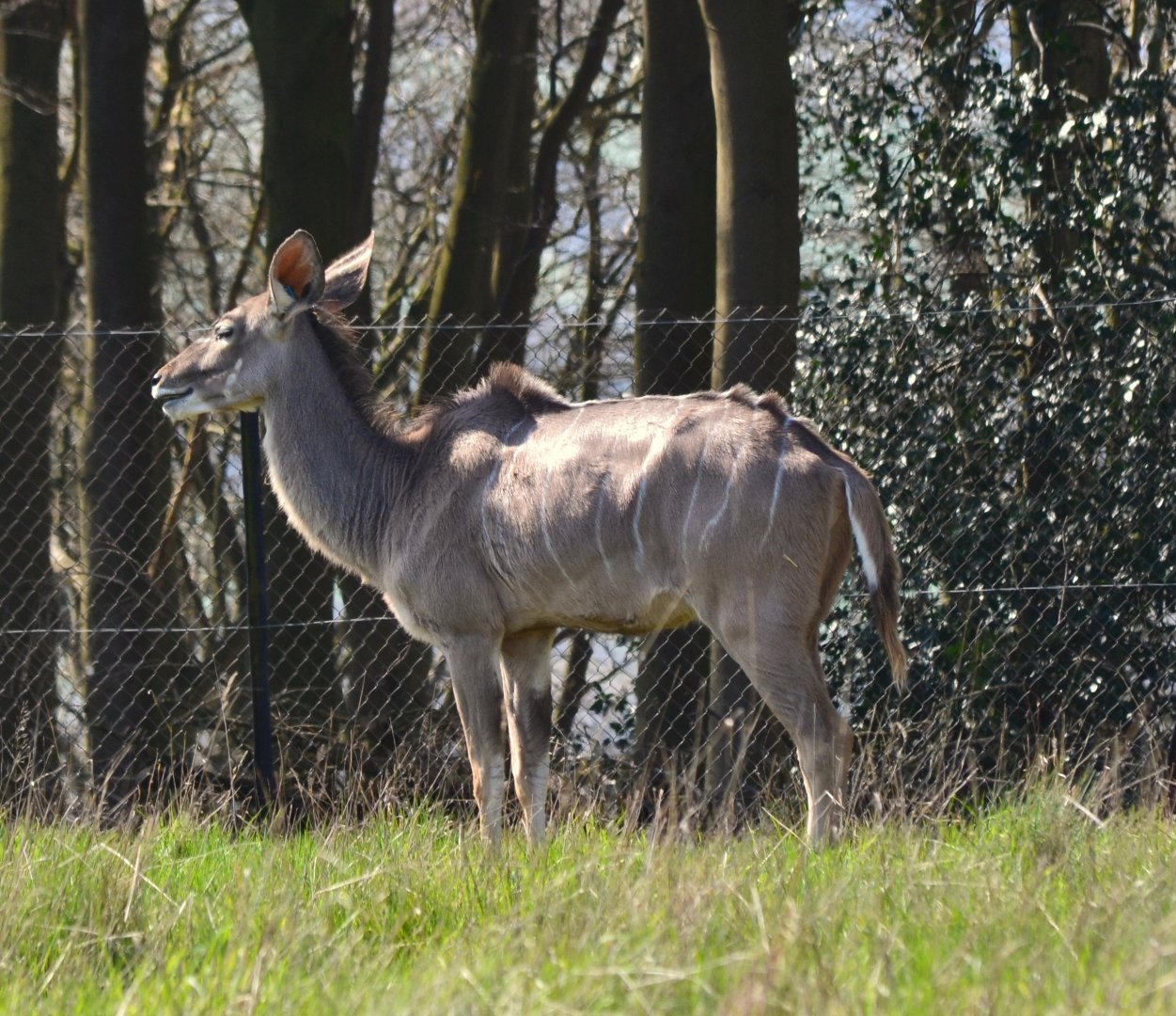 Greater Kudu