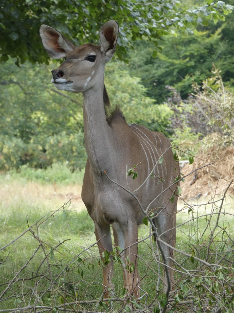Greater Kudu