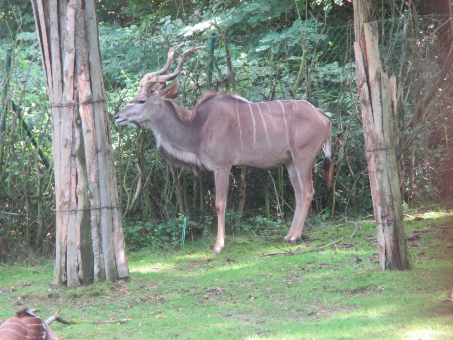 Greater kudu