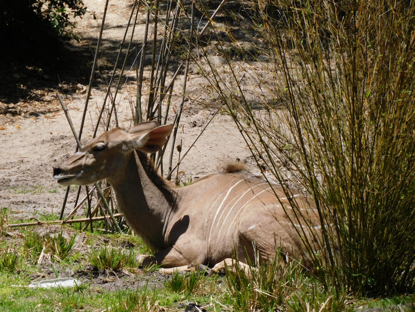 Greater kudu