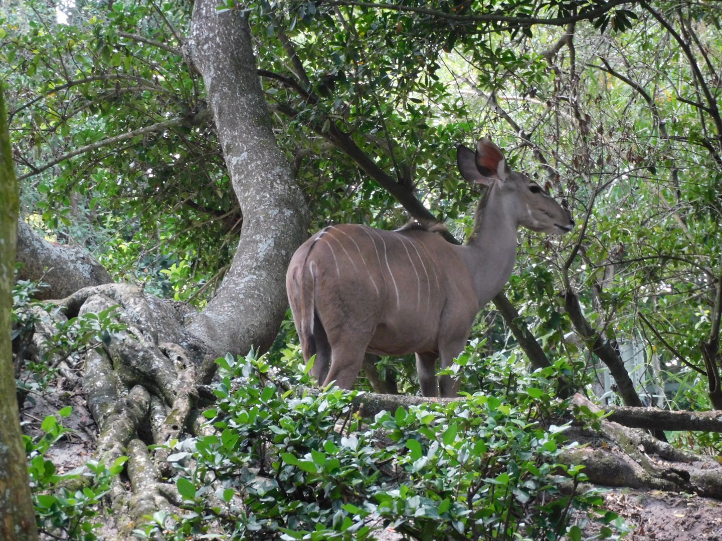 Greater kudu