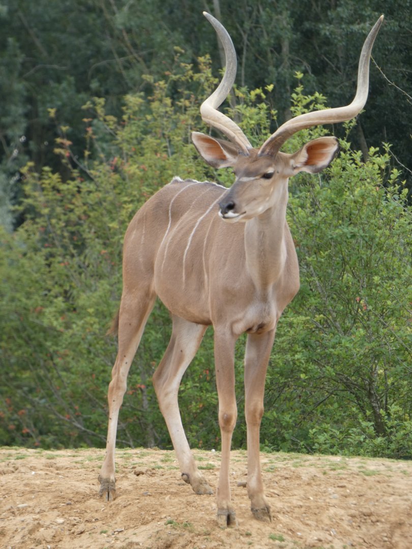 Greater kudu