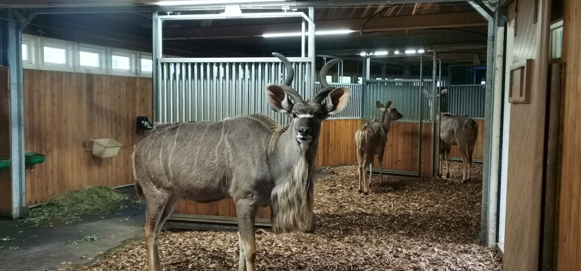 Greater Kudu