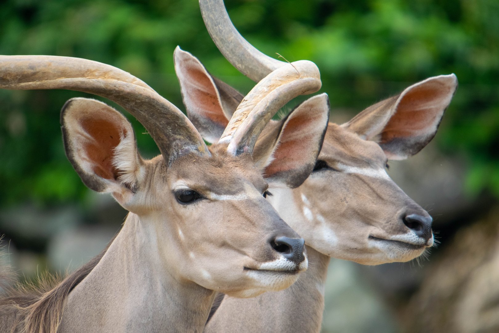 Greater Kudu