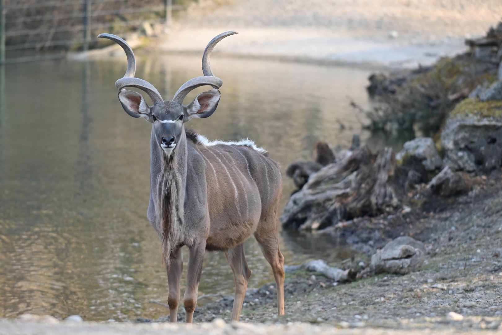 Greater Kudu