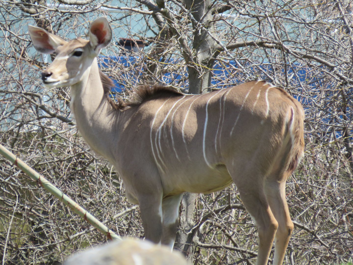 Greater kudu