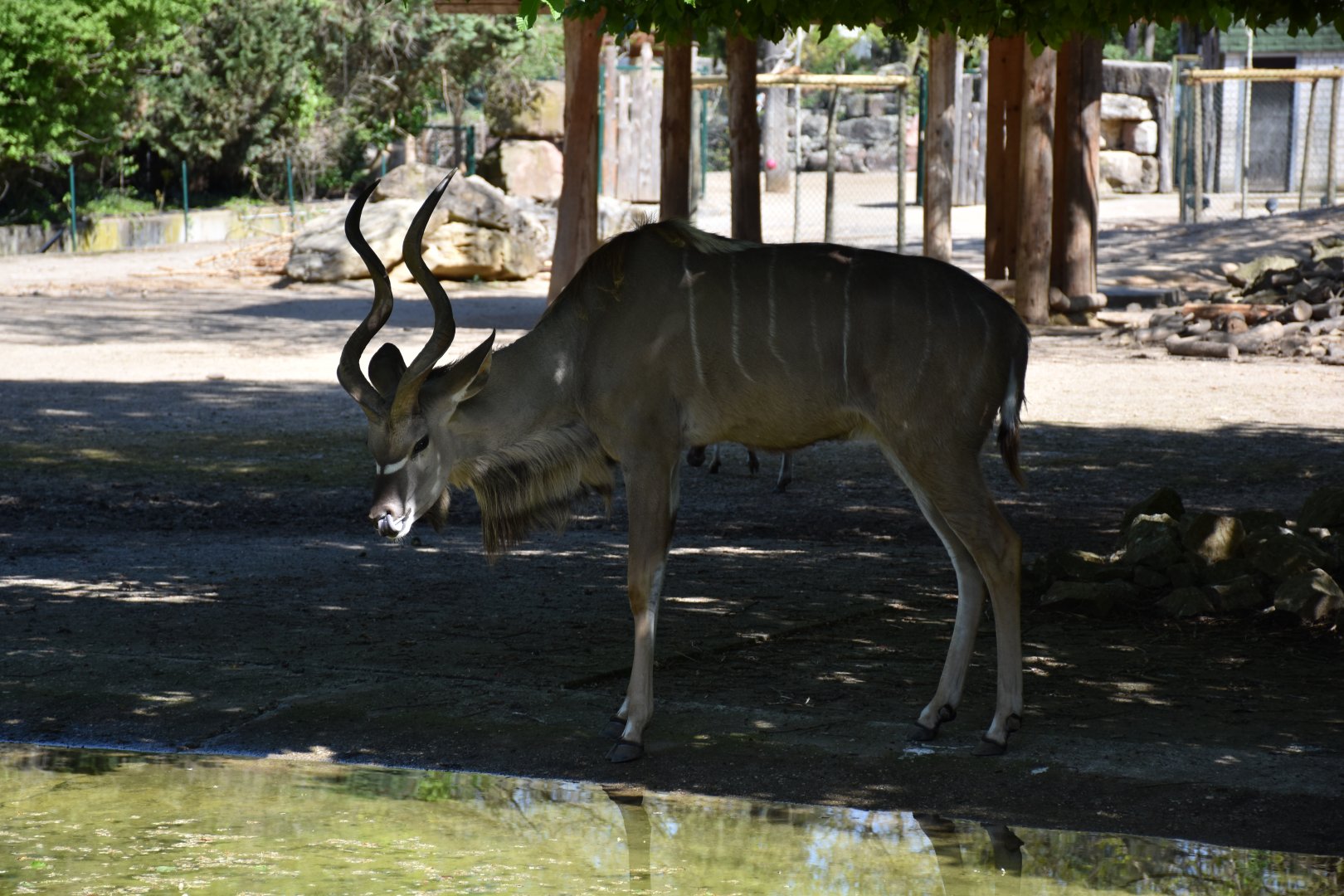 Greater kudu