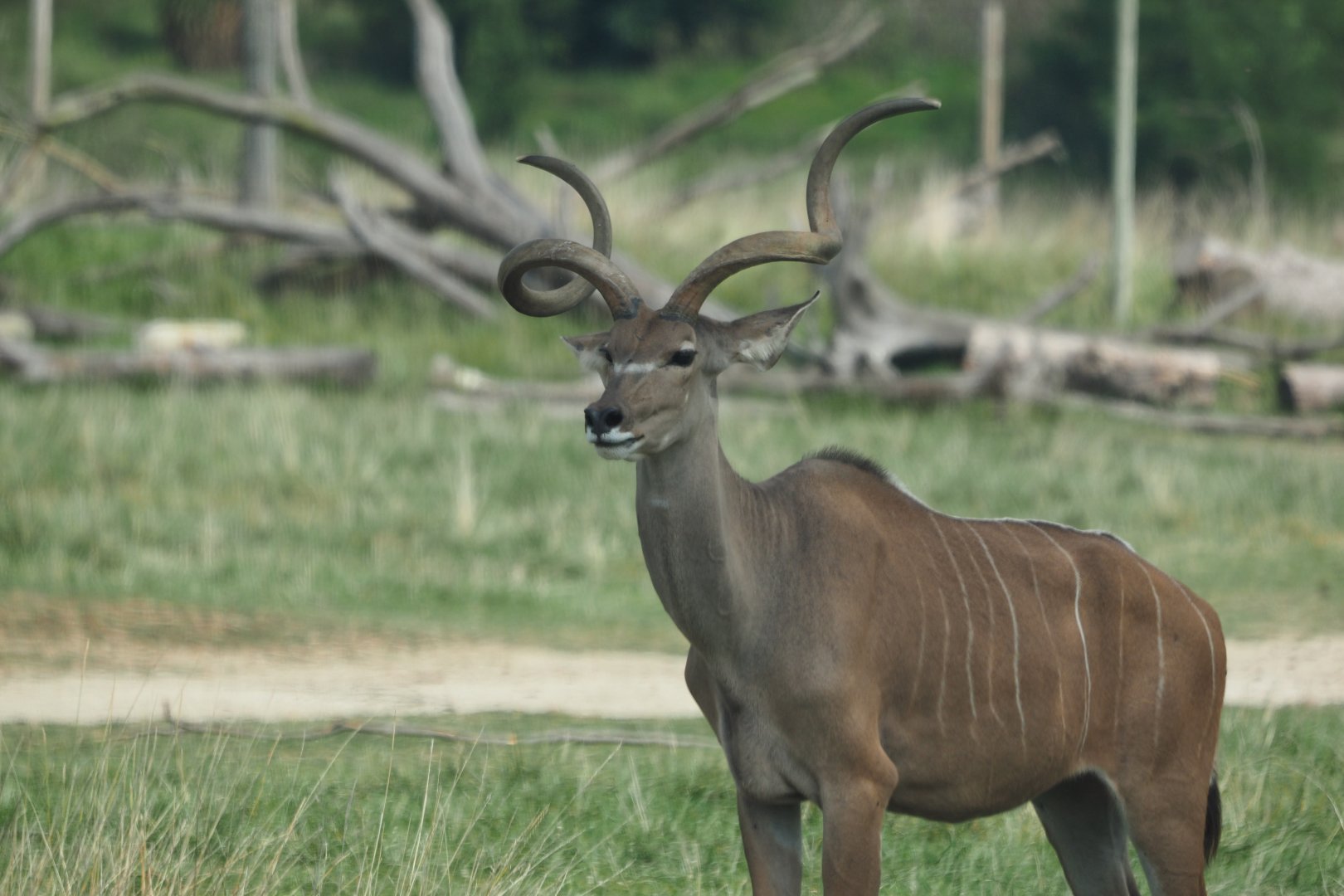 Greater kudu