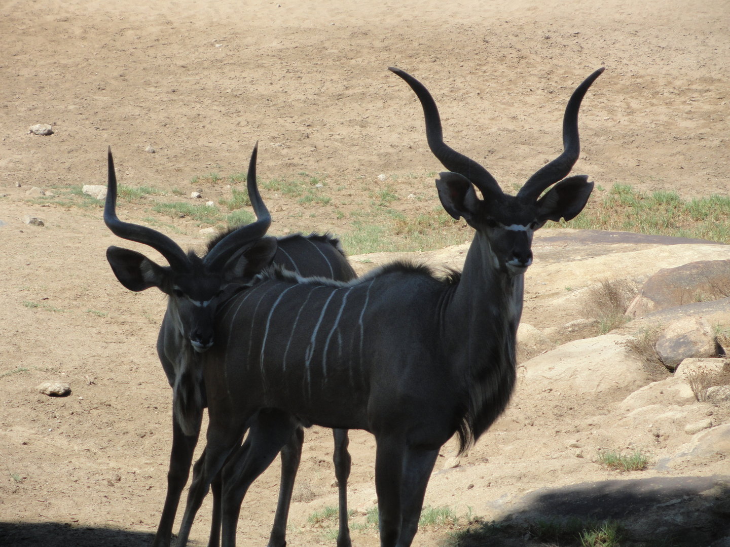Greater Kudu