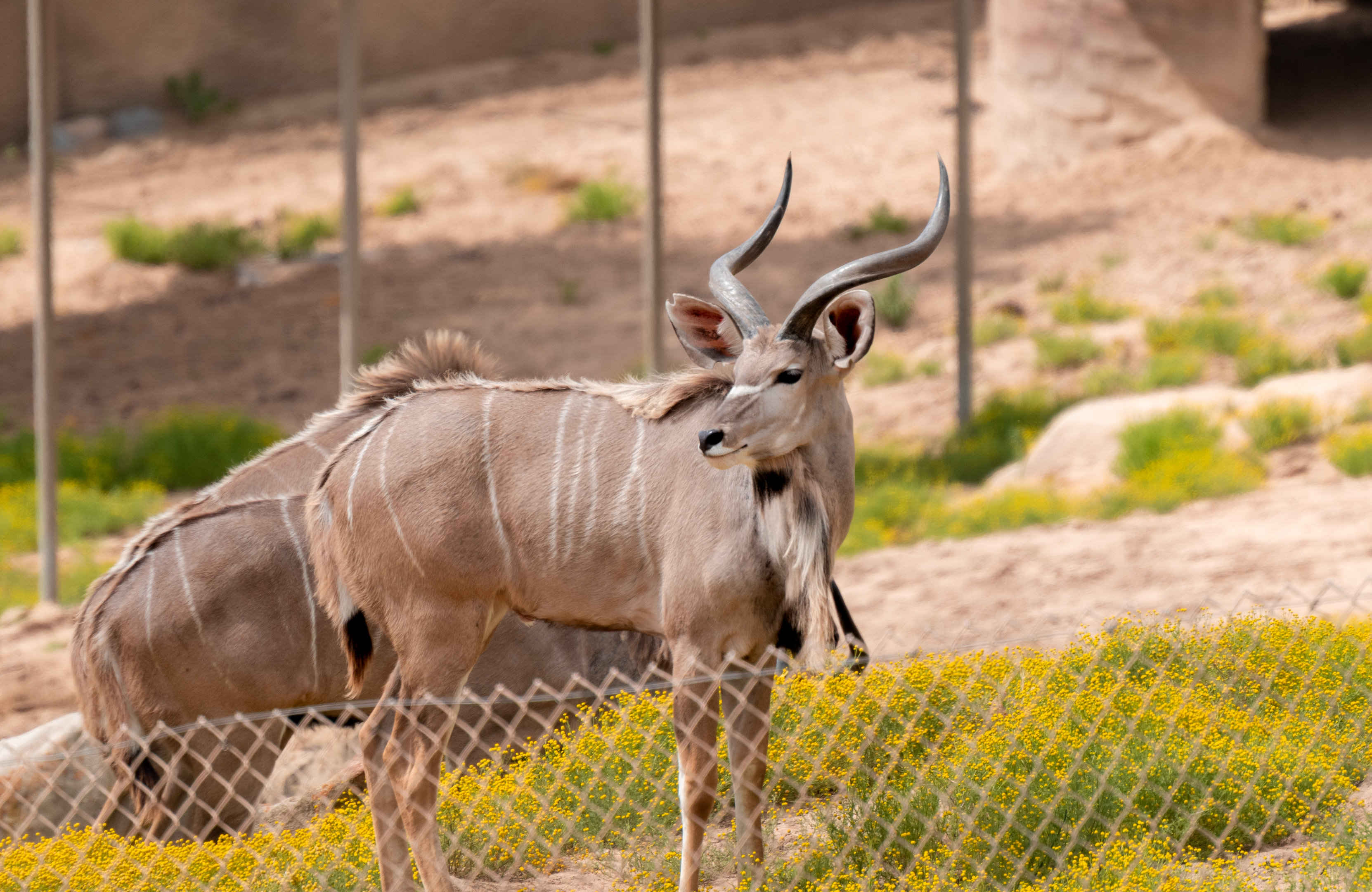 Greater Kudu