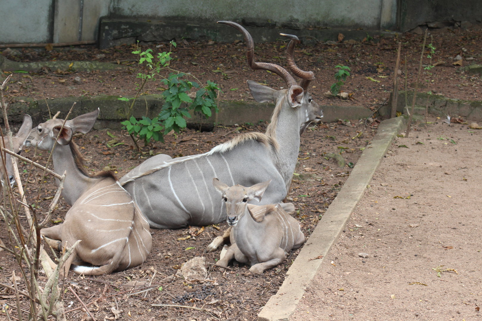 Greater Kudu