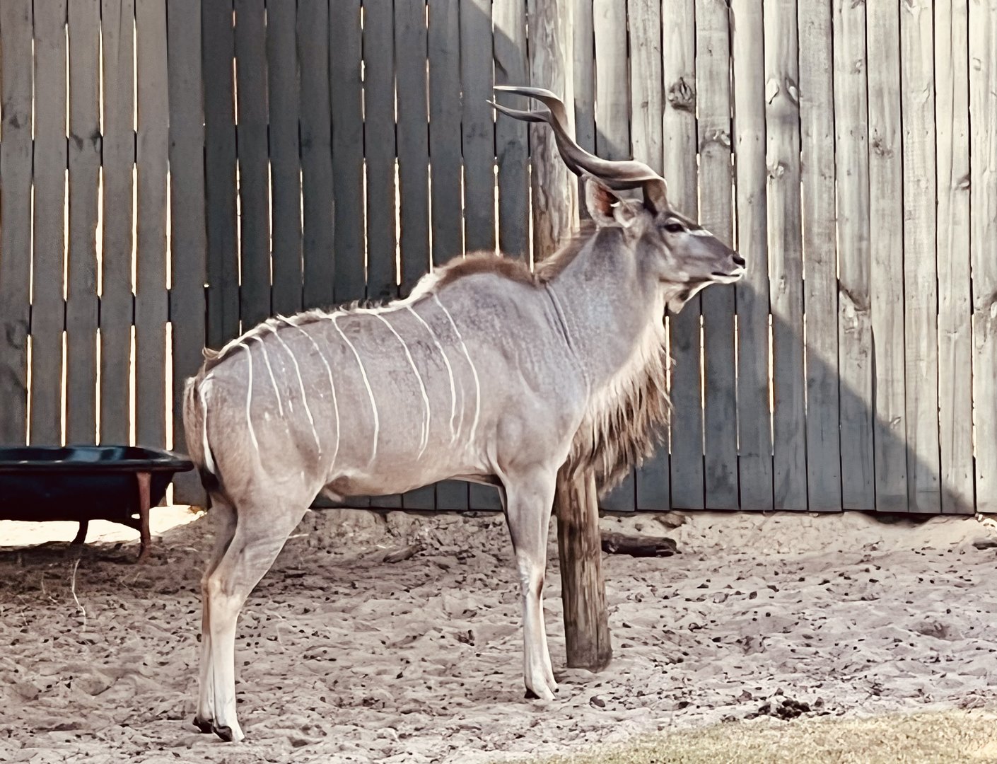 Greater Kudu